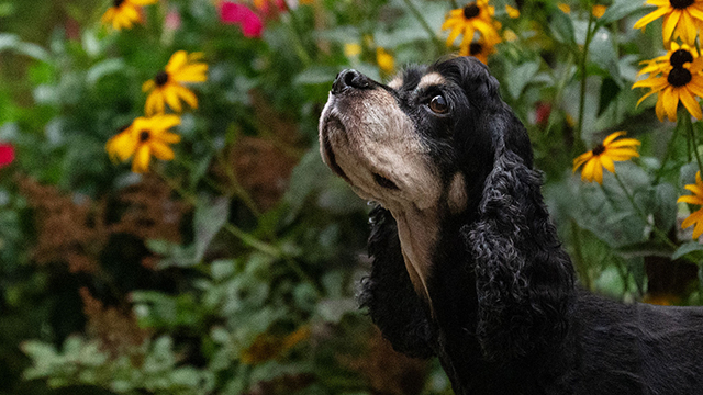 Season 8 will also be available for streaming online.